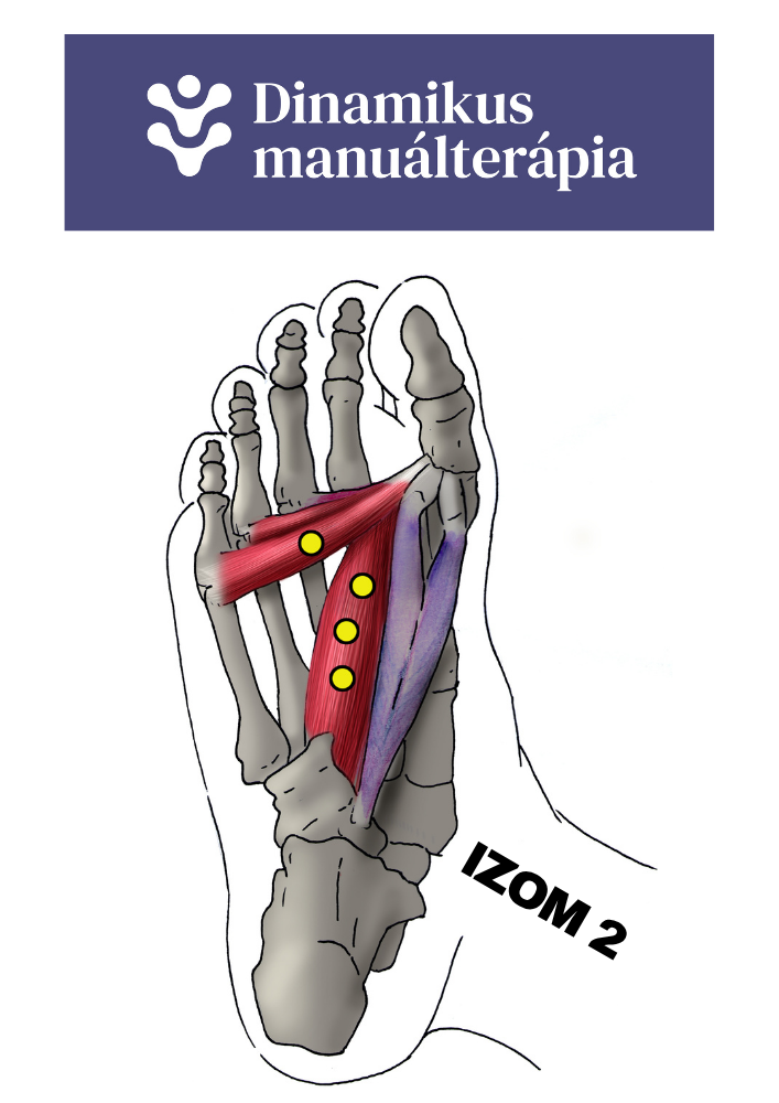 dinamikusmanualterapia-izom2-kep-700